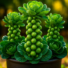 1200 brussels sprouts for sale  Greenville