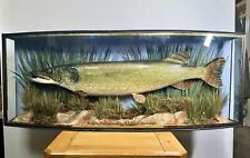 Taxidermy fish pike for sale  NORWICH
