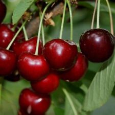 Hedelfinger riesen großfrucht gebraucht kaufen  Detmold