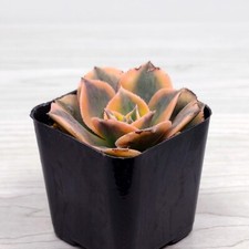 Aeonium sunburst copper for sale  San Jose