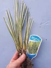 Dwarf japanese sweet for sale  LOUTH