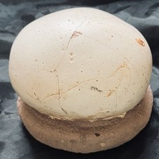 Genuine dinosaur egg for sale  Woodside