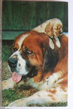 st bernard for sale  Wilmington
