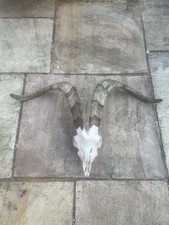animal skulls for sale  CONSETT
