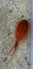 Triops Cancriformis- Albino, Urzeitkrebse Ansätze mit Futterproben u. Anleitung comprar usado  Enviando para Brazil