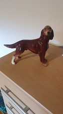 Irish red setter for sale  MAIDSTONE