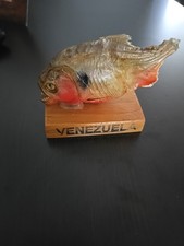 Red belly taxidermy for sale  Homestead