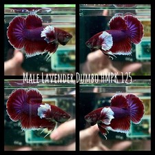 Male lavender dumbo for sale  San Antonio