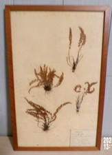 Ancienne planche herbier d'occasion  France