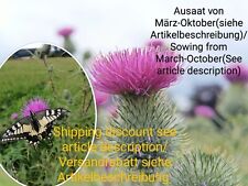 Gewöhnliche kratzdistel cirsi gebraucht kaufen  Langenfeld (Rheinland)