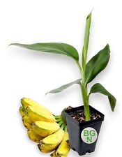 Burro banana plant for sale  La Mesa