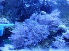 Live coral pink for sale  Jasper