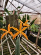 wanted orchids for sale wanted orchids for sale Melbourne