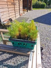 pinus for sale  TROWBRIDGE