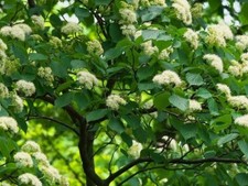 Pagoda dogwood live for sale  Rock Island