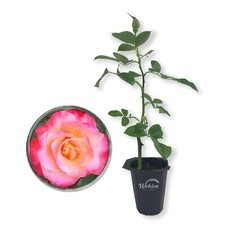 Granada rose bush for sale  USA