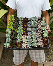 Assorted rosette type for sale  Garden Grove