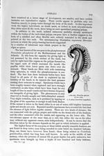 encrinus for sale encrinus for sale UK