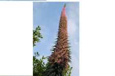 Echium pininana pink for sale  GREENOCK