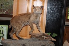 Bobcat taxidermy log for sale  Brandon