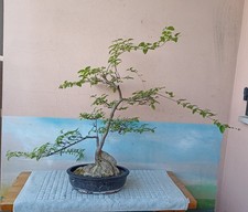 Prezioso prebonsai ligustro usato  Paderno Dugnano