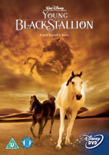 Young black stallion for sale  STOCKPORT