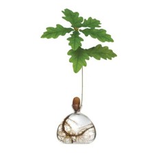 Acorn vase seed for sale  ROCHESTER