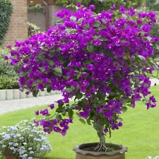 Well rooted violet for sale  Hurley