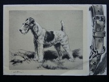 Portrait wire haired for sale  UK