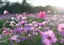 Pretty purple daisy for sale  SELBY