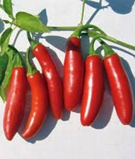 Pepper seed serrano for sale  Saint Peters