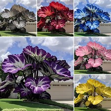 500 Stück/pack Caladium Blume Elefantenohr Samen Zierpflanze für draußen Hof comprar usado  Enviando para Brazil