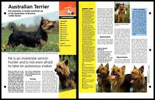 Australian terrier temperament for sale  SLEAFORD