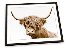 Highland cow scotland for sale  UK