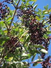 Sambucus nigra korsor gebraucht kaufen  Wuppertal