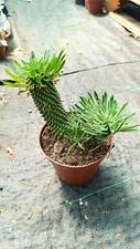 Euphorbia sotetsu kirin usato  Floridia