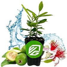 guava plant pineapple for sale guava plant pineapple for sale Lakeland