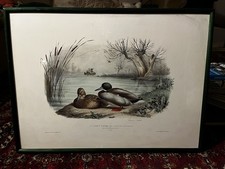 Tableau canards édouard d'occasion  Jarnac