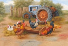 Chickens rooster old for sale  Ahsahka