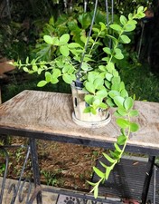 succulent tall pot plants for sale succulent tall pot plants for sale Hollywood