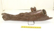 Prehistoric bison jaw d'occasion  Expédié en Belgium