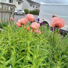 Established coral oriental for sale  NEWTON ABBOT