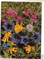 Flore alpine ....... d'occasion  Nogent