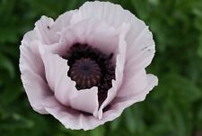Türkischer mohn farben gebraucht kaufen  Warthausen