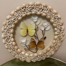 Vintage seashell collage for sale Vintage seashell collage for sale  BEDALE