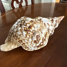shell trumpet conch for sale shell trumpet conch for sale Alexandria