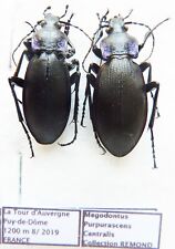 Carabus megodontus purpurascen d'occasion  Le Havre-