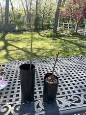 Fig tree 18 for sale  East Islip