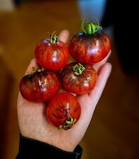 Tomatensamen fleischtomate kö gebraucht kaufen  Ennepetal