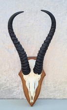 Springbock antilope trophäe gebraucht kaufen  Einbeck